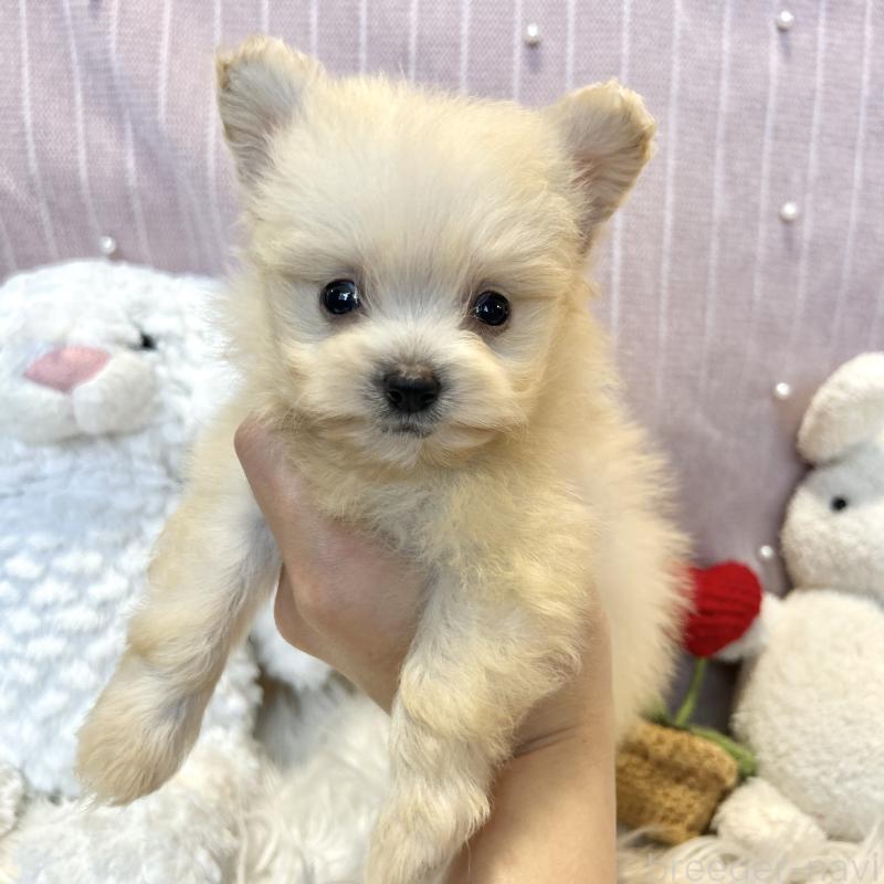 販売中の栃木県のポメプー:ポメラニアン×トイプードル-420768の5枚目