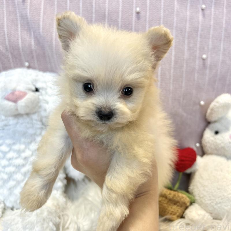 販売中の栃木県のポメプー:ポメラニアン×トイプードル-420768の4枚目