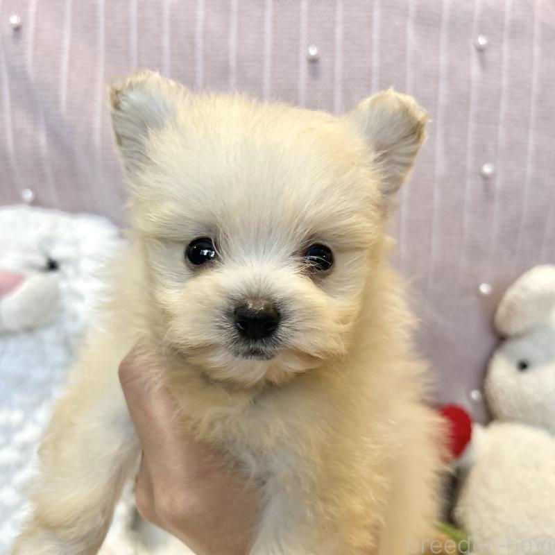 販売中の栃木県のポメプー:ポメラニアン×トイプードル-420768の3枚目