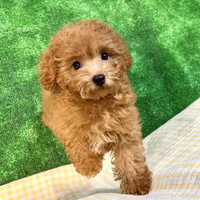 販売中の栃木県のトイプードル-420775の1枚目
