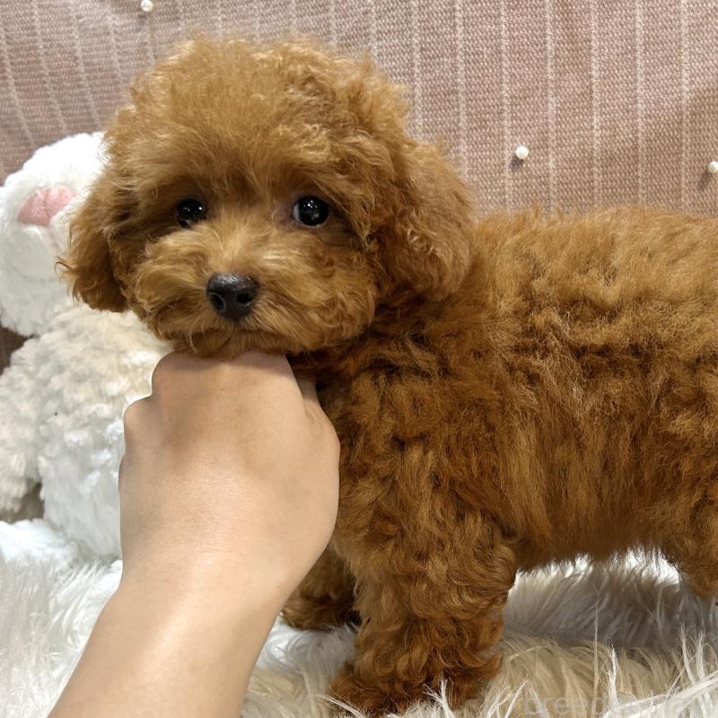 販売中の栃木県のトイプードル-420775の2枚目