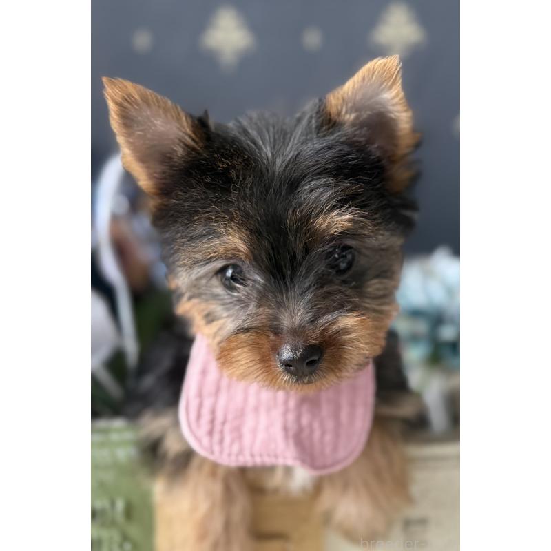 成約済の宮崎県のヨークシャーテリア-417845の13枚目