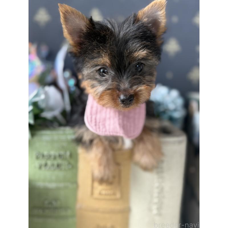 成約済の宮崎県のヨークシャーテリア-417845の12枚目