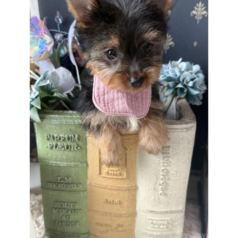 成約済の宮崎県のヨークシャーテリア-417845の11枚目