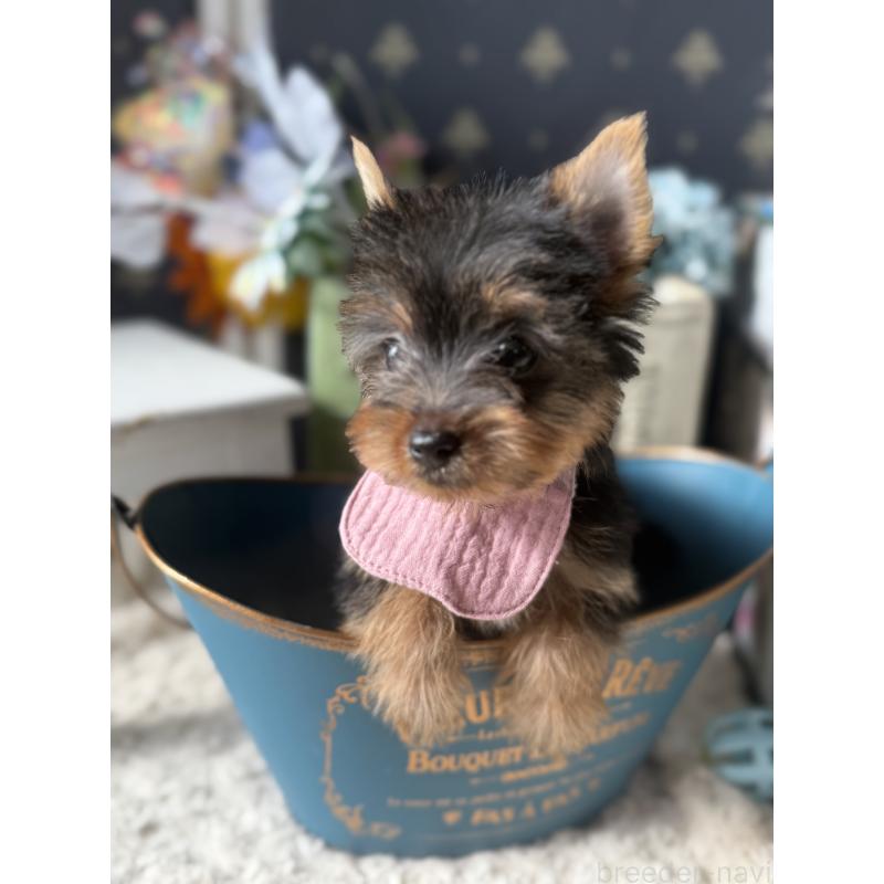 成約済の宮崎県のヨークシャーテリア-417845の10枚目