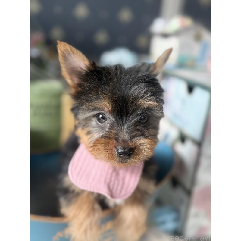 成約済の宮崎県のヨークシャーテリア-417845の9枚目