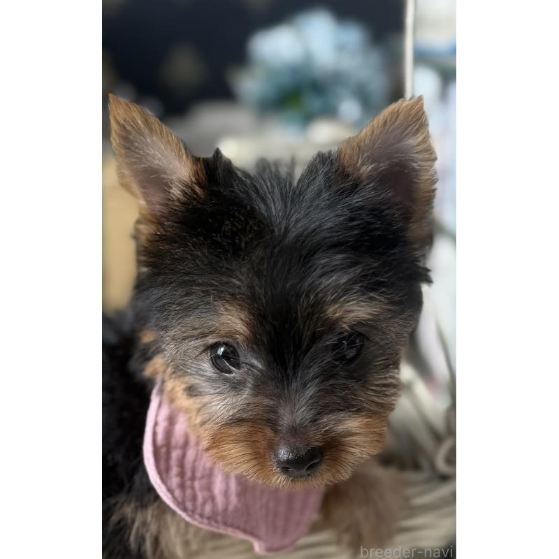 成約済の宮崎県のヨークシャーテリア-417845の7枚目