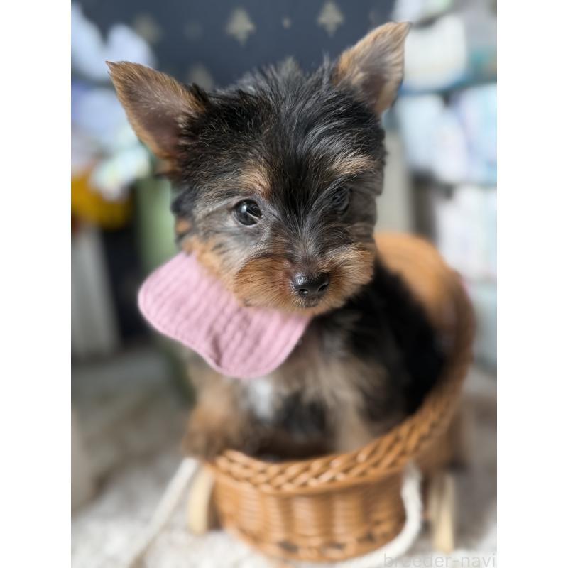 成約済の宮崎県のヨークシャーテリア-417845の6枚目