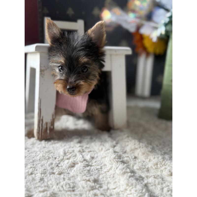 成約済の宮崎県のヨークシャーテリア-417845の4枚目