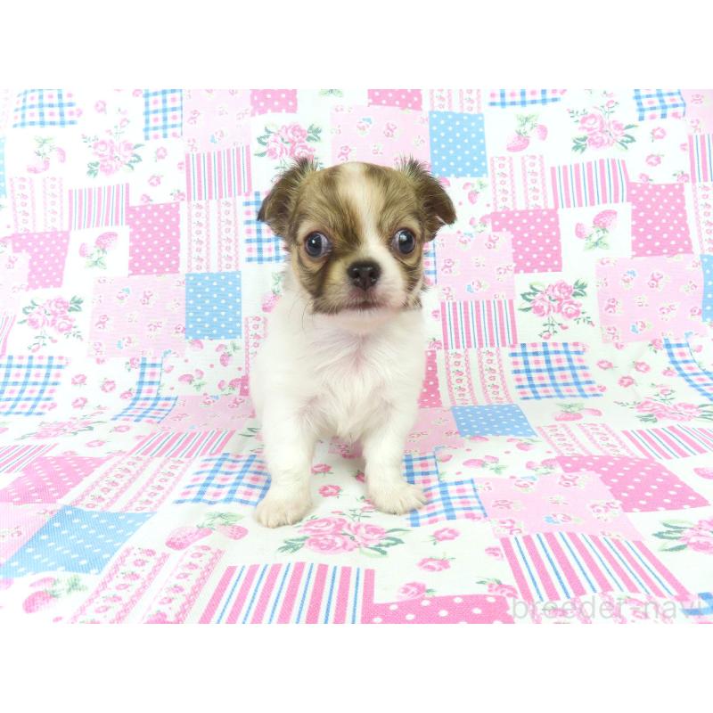 販売中の千葉県のチワワ(ロングコート)-418420の14枚目