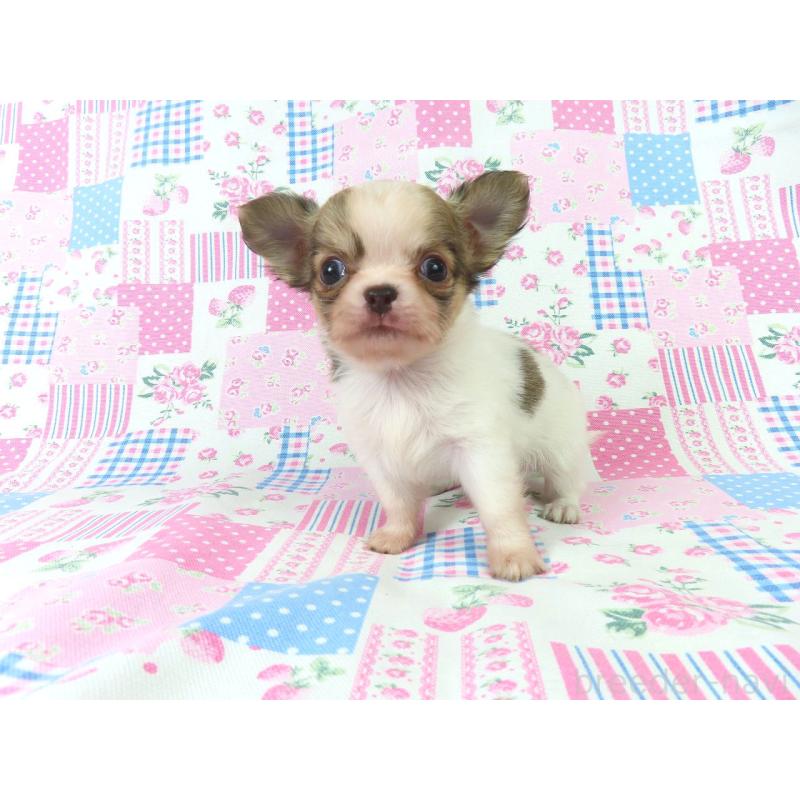 商談中の千葉県のチワワ(ロングコート)-418417の4枚目