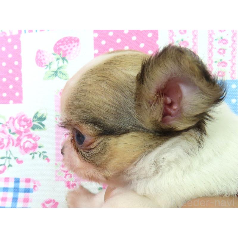 商談中の千葉県のチワワ(ロングコート)-418417の2枚目