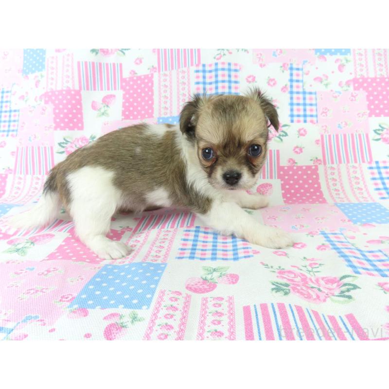 成約済の千葉県のチワワ(ロングコート)-418479の16枚目