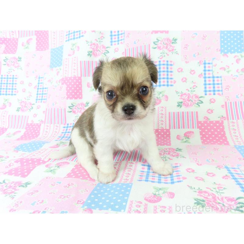 成約済の千葉県のチワワ(ロングコート)-418479の15枚目