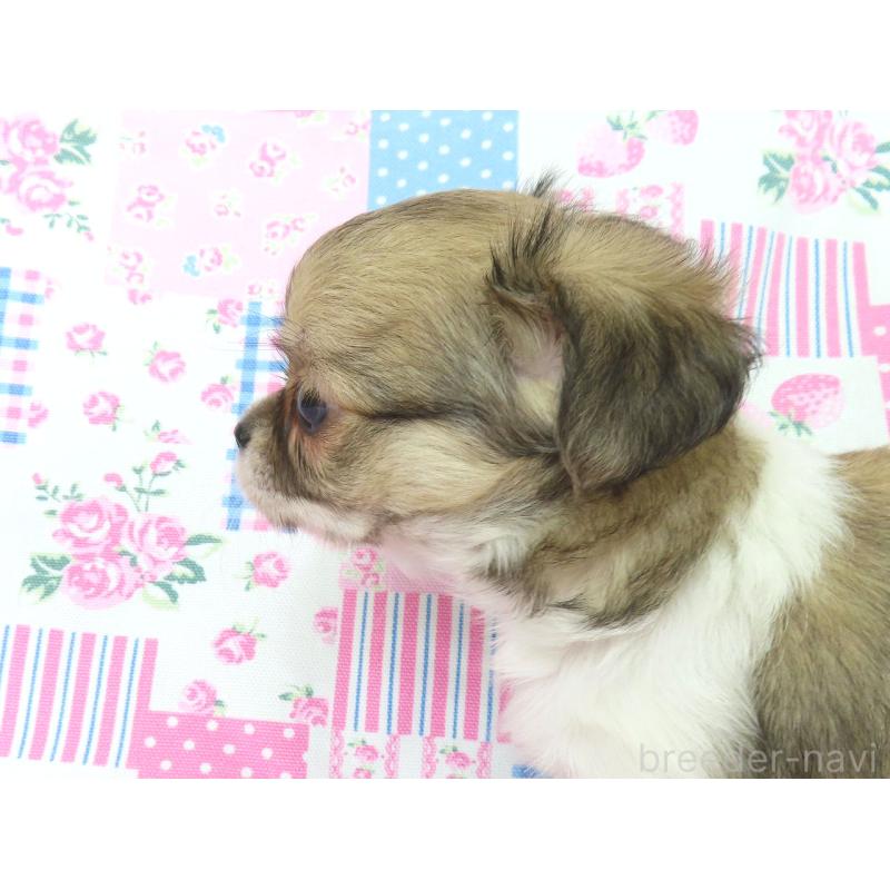 成約済の千葉県のチワワ(ロングコート)-418479の14枚目