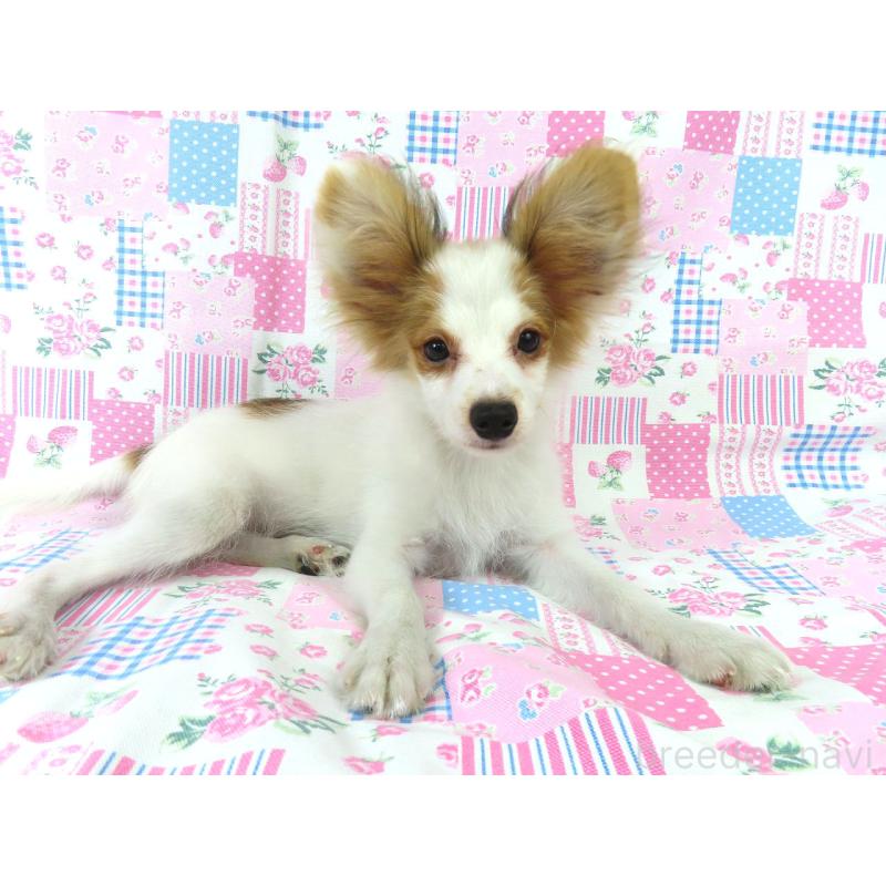 成約済の千葉県のパピヨン-399568の2枚目