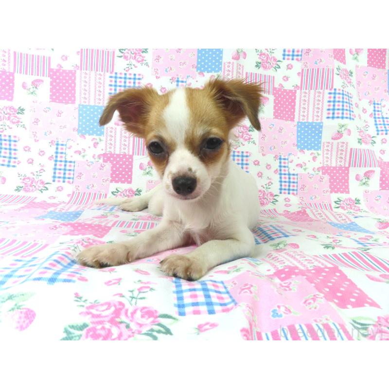 販売中の千葉県のチワワ(ロングコート)-397246の9枚目