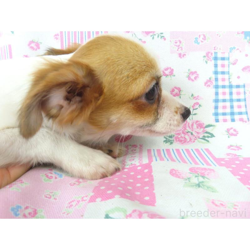 販売中の千葉県のチワワ(ロングコート)-397246の7枚目