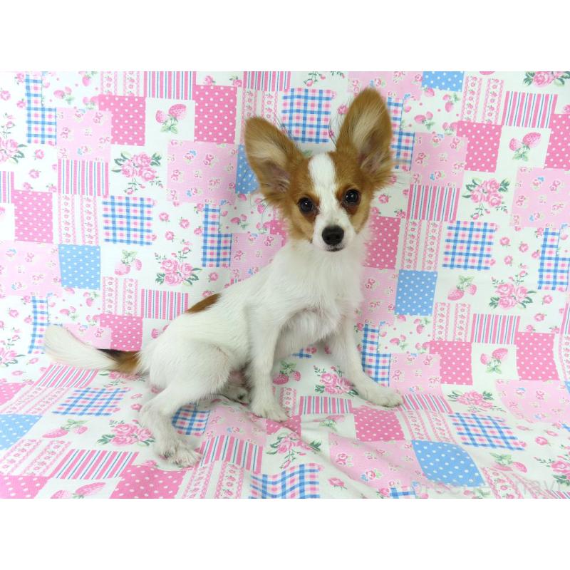 販売中の千葉県のパピヨン-394125の4枚目