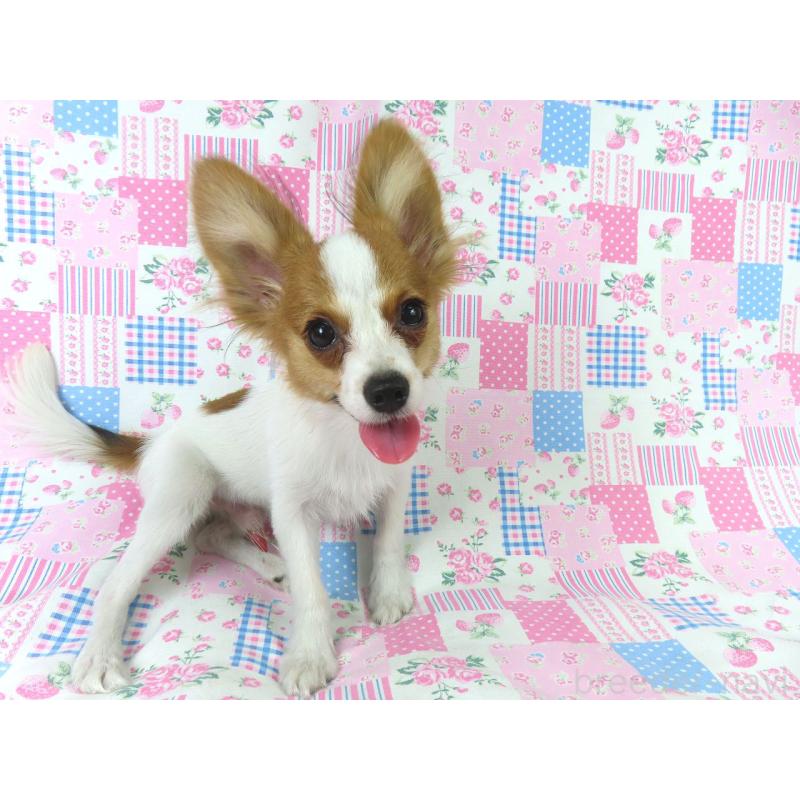 販売中の千葉県のパピヨン-394125の3枚目