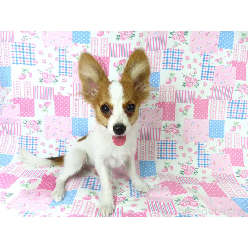 販売中の千葉県のパピヨン-394125の2枚目