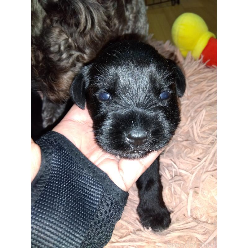 成約済の兵庫県のミニチュアシュナウザー-419470の2枚目