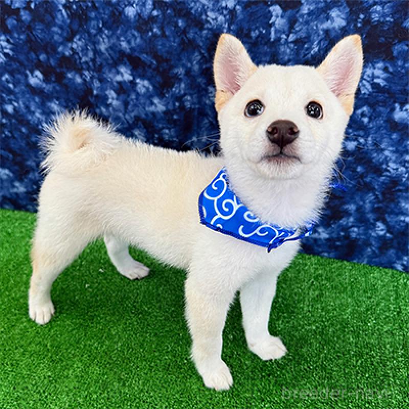 販売中の神奈川県の豆柴-413293の1枚目