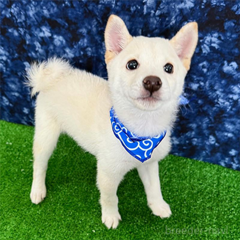 販売中の神奈川県の豆柴-413293の4枚目