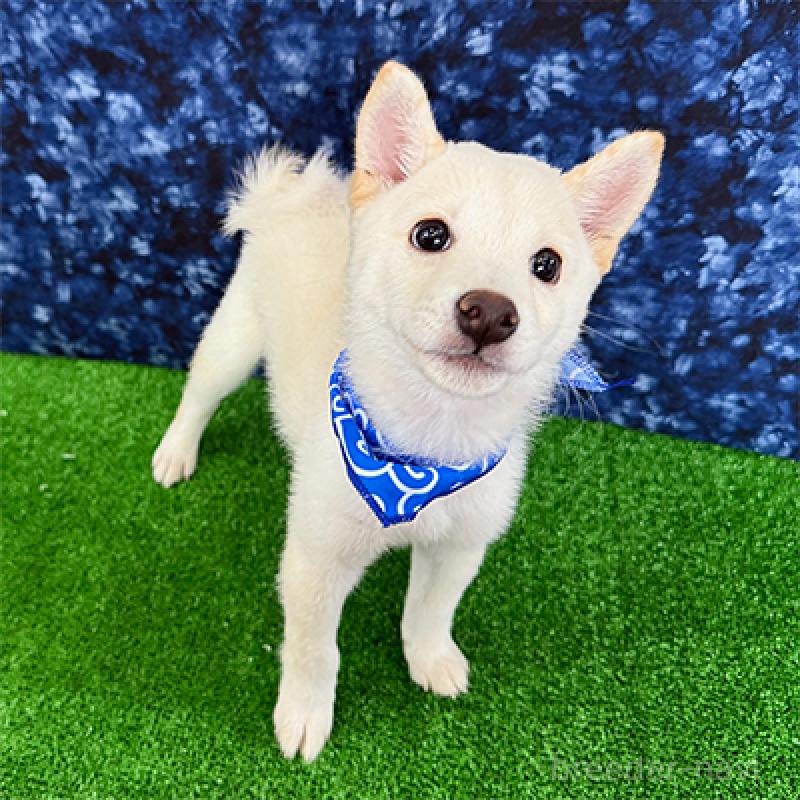 販売中の神奈川県の豆柴-413293の3枚目