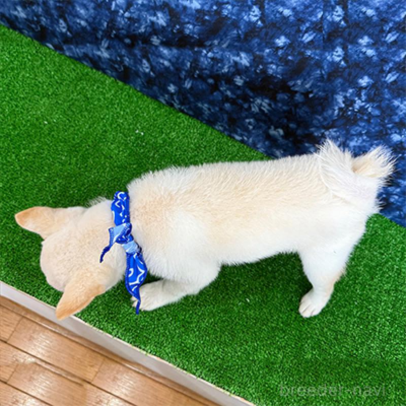 販売中の神奈川県の豆柴-413293の2枚目