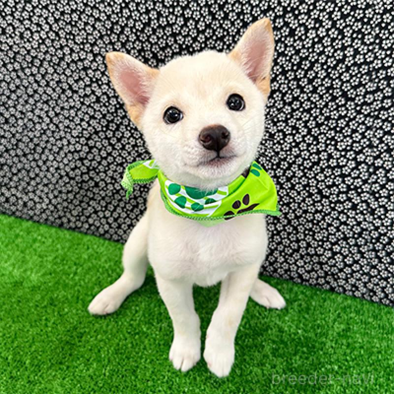 販売中の神奈川県の豆柴-413289の1枚目