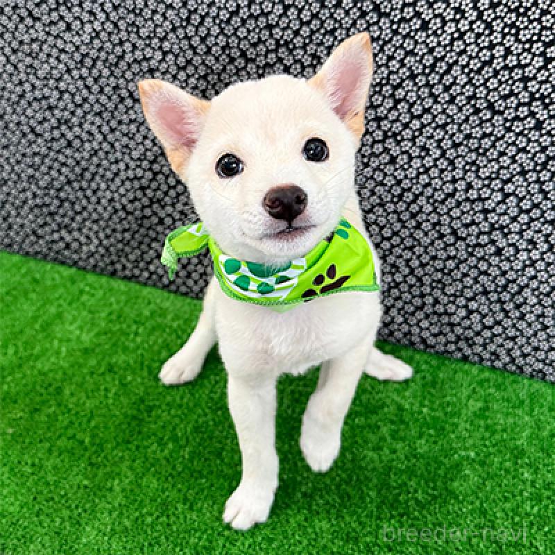 販売中の神奈川県の豆柴-413289の4枚目