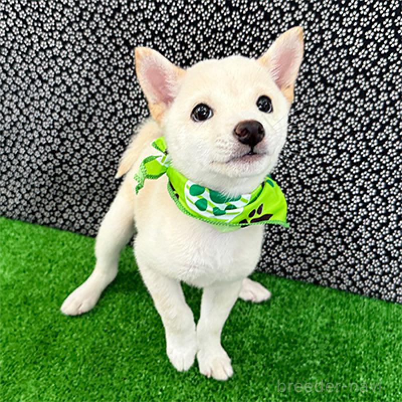 販売中の神奈川県の豆柴-413289の3枚目