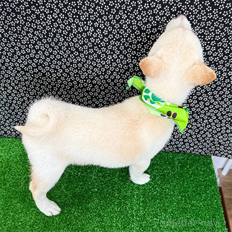 販売中の神奈川県の豆柴-413289の2枚目