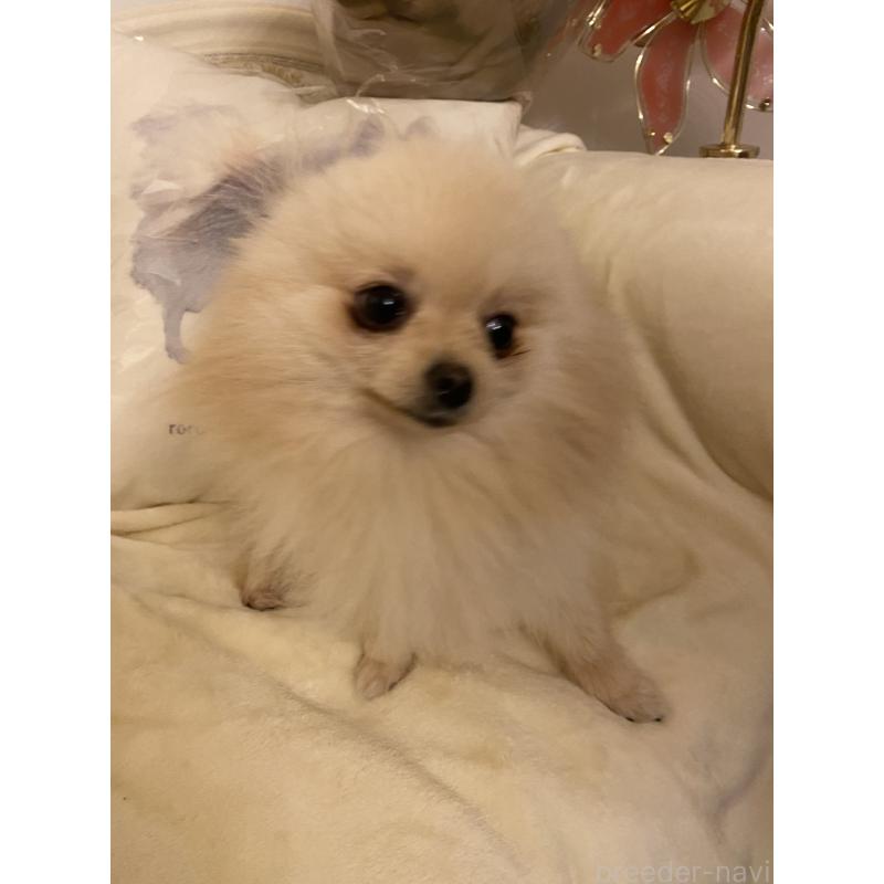 販売中の千葉県のポメラニアン-418443の5枚目