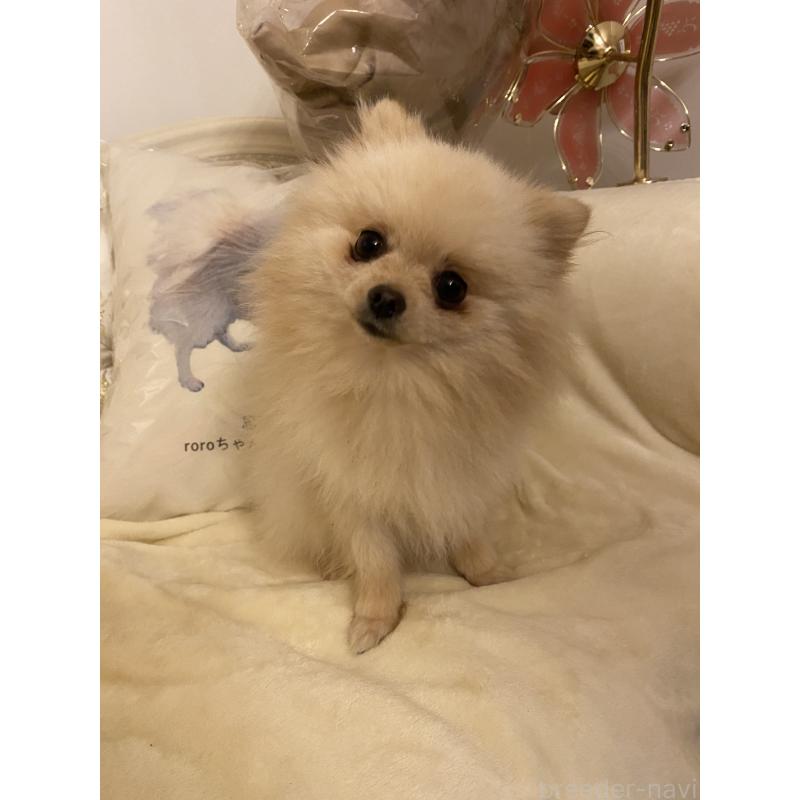 販売中の千葉県のポメラニアン-418443の4枚目