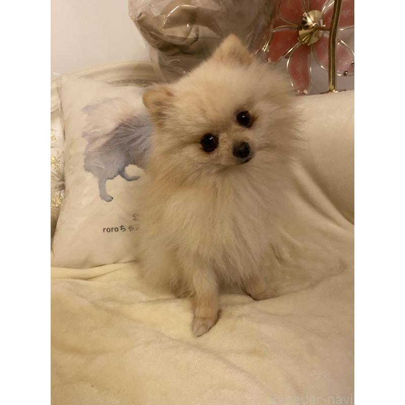 販売中の千葉県のポメラニアン-418443の3枚目