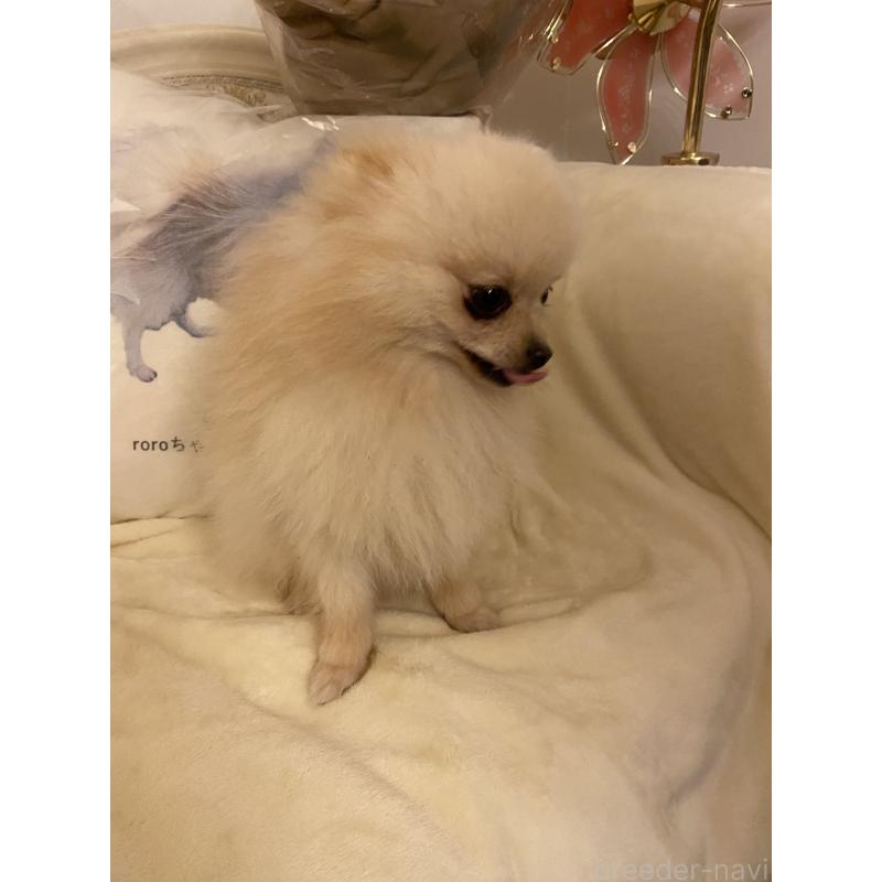 販売中の千葉県のポメラニアン-418443の2枚目