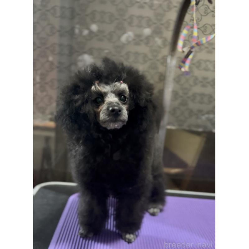 販売中の青森県のトイプードル-414483の2枚目