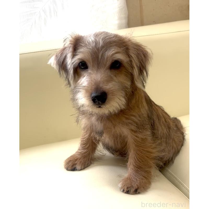 成約済の大阪府のノーフォークテリア-415091の10枚目