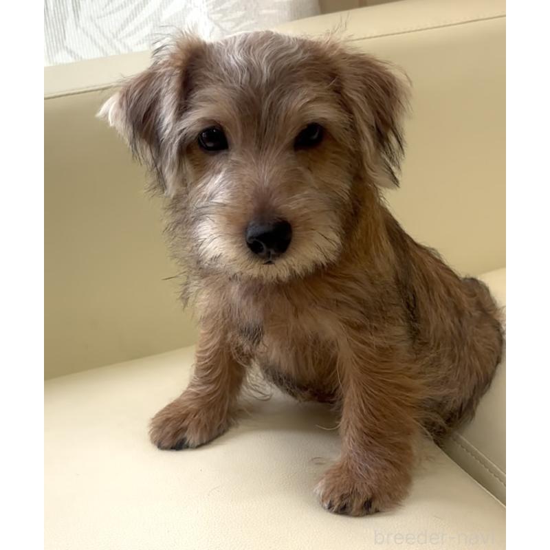 成約済の大阪府のノーフォークテリア-415091の9枚目