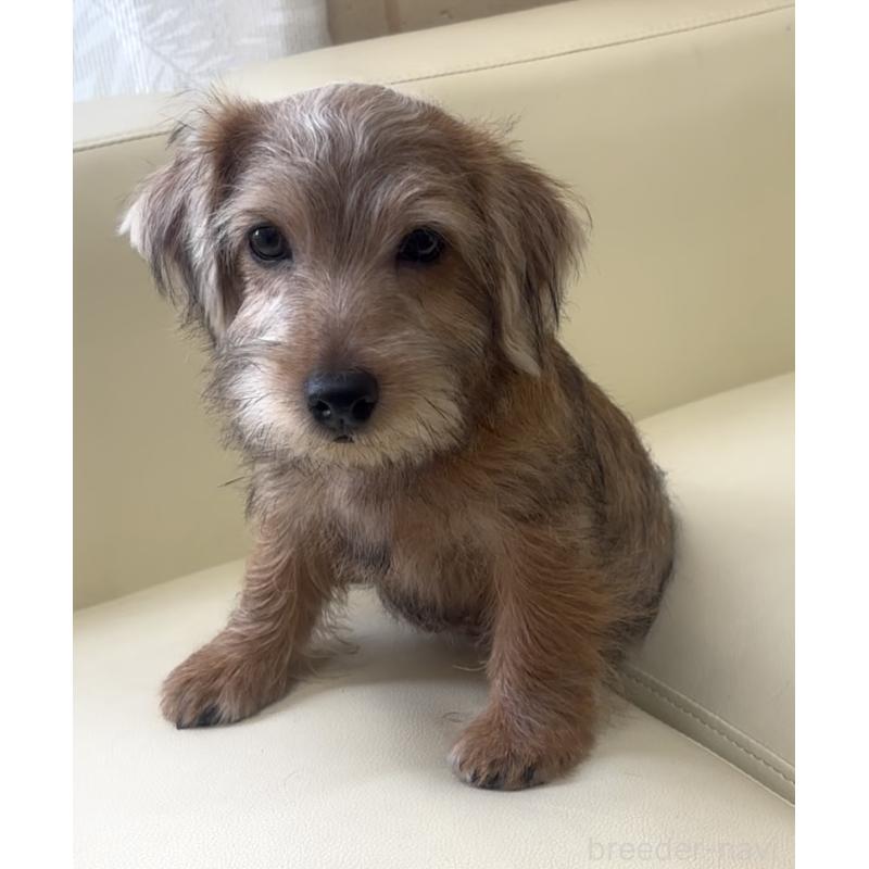 成約済の大阪府のノーフォークテリア-415091の8枚目