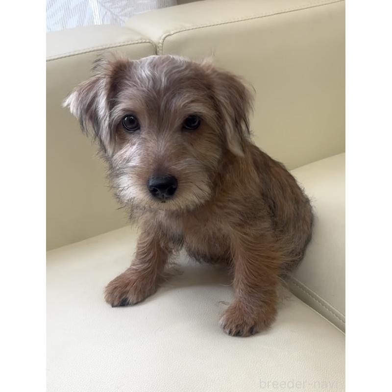 成約済の大阪府のノーフォークテリア-415091の7枚目