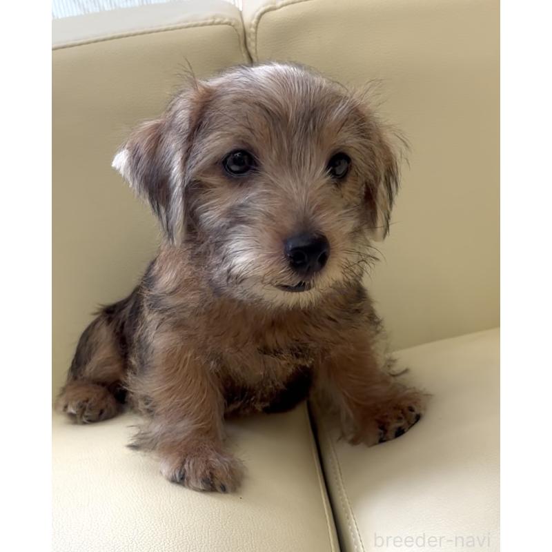 成約済の大阪府のノーフォークテリア-415091の6枚目