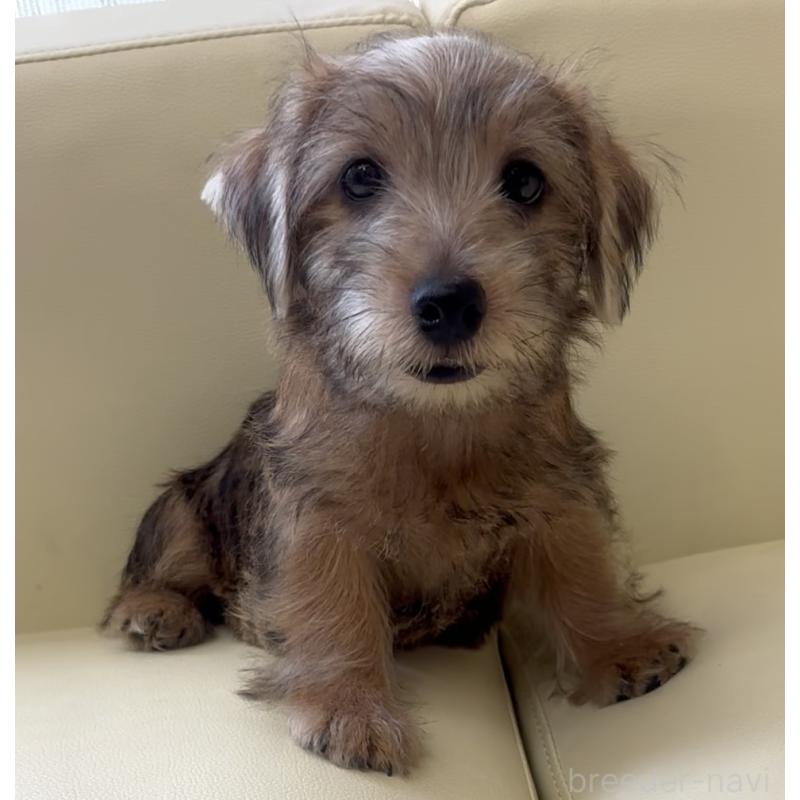 成約済の大阪府のノーフォークテリア-415091の5枚目