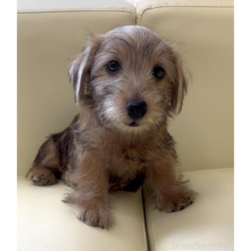 成約済の大阪府のノーフォークテリア-415091の4枚目