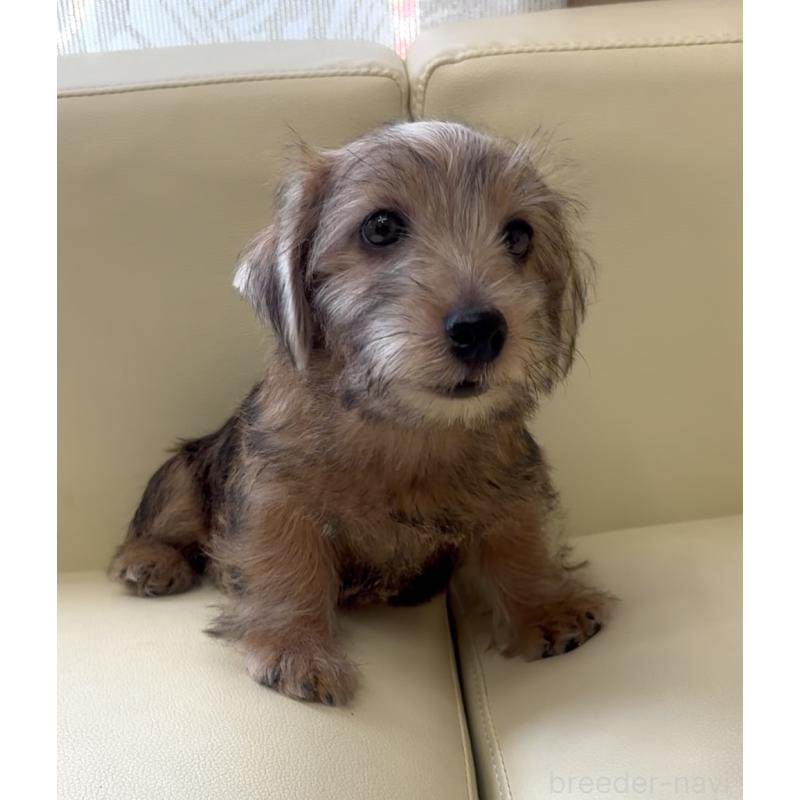 成約済の大阪府のノーフォークテリア-415091の3枚目