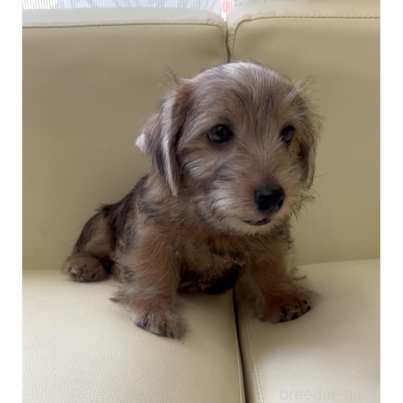 成約済の大阪府のノーフォークテリア-415091の2枚目