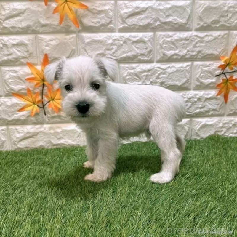 成約済の愛知県のミニチュアシュナウザー-419624の5枚目