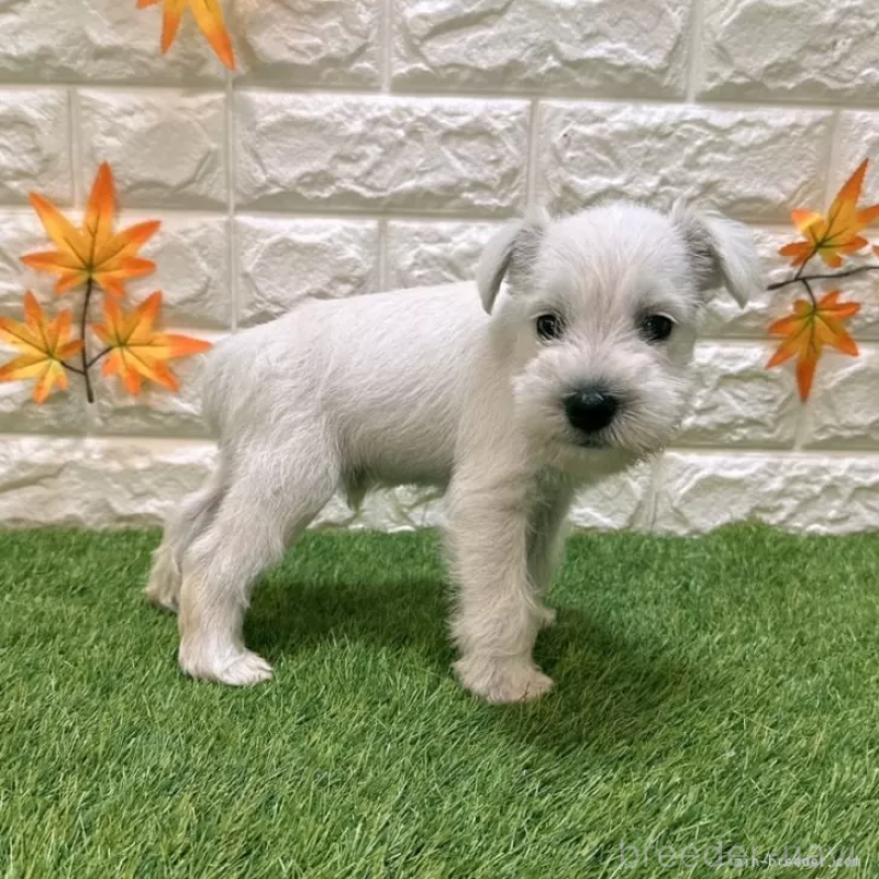 成約済の愛知県のミニチュアシュナウザー-419624の4枚目